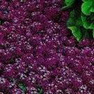 Best-Selling MAROON SWEET FRAGRANT ALYSSUM FLOWER SEEDS / PERENNIAL Best-Selling MAROON SWEET FRAGRANT ALYSSUM FLOWER SEEDS / PERENNIAL
