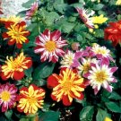 New Arrival 30+ DAHLIA HARLEQUIN MIX FLOWER SEEDS / EARLY BLOOMING BI-COLOR New Arrival 30+ DAHLIA HARLEQUIN MIX FLOWER SEEDS / EARLY BLOOMING BI-COLOR