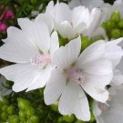 Exclusive 30+ APPLEBLOSSOM MALVA MOSCHATA FLOWER SEEDS / PERENNIAL Exclusive 30+ APPLEBLOSSOM MALVA MOSCHATA FLOWER SEEDS / PERENNIAL