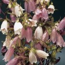 Limited Edition 40+ HEIRLOOM CAMPANULA TAKESIMANA CANTERBURY BELLS PERENNIAL FLOWER SEEDS /GIFT Limited Edition 40+ HEIRLOOM CAMPANULA TAKESIMANA CANTERBURY BELLS PERENNIAL FLOWER SEEDS /GIFT