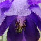 New Arrival 35+ COLUMBINE AQUILEGIA PURPLE ALPINA FLOWER SEEDS / PERENNIAL New Arrival 35+ COLUMBINE AQUILEGIA PURPLE ALPINA FLOWER SEEDS / PERENNIAL