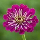 Limited Edition NEW! 35+ GIANT WINE ZINNIA FLOWER SEEDS / LONG LASTIING CUT FLOWERS DEER RESIST Limited Edition NEW! 35+ GIANT WINE ZINNIA FLOWER SEEDS / LONG LASTIING CUT FLOWERS DEER RESIST