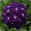 Best-Selling 35+ VERBENA TUSCANY VIOLET W/ WHITE EYE PERENNIAL FLOWER SEEDS / DEER RESISTANT