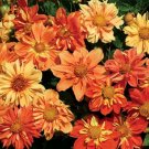 Limited Edition 30+ DAHLIA COLLARETTE SUNNY REGGAE MIX FLOWER SEEDS / ANNUAL BI-COLOR Limited Edition 30+ DAHLIA COLLARETTE SUNNY REGGAE MIX FLOWER SEEDS / ANNUAL BI-COLOR