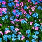 Best-Selling 60+ BLUE AND ROSE FORGET-ME-NOT MIXED FLOWER SEEDS / PERENNIAL