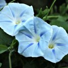 New Arrival NEW! 25+ MIDNIGHT BLUE ISMAY MORNING GLORY FLOWER SEEDS / PERENNIAL New Arrival NEW! 25+ MIDNIGHT BLUE ISMAY MORNING GLORY FLOWER SEEDS / PERENNIAL