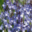 Limited Edition 40+ LINARIA AZURE FLOWER SEEDS /SELFSEEDING ANNUAL / SNAPDRAGON-LIKE Limited Edition 40+ LINARIA AZURE FLOWER SEEDS /SELFSEEDING ANNUAL / SNAPDRAGON-LIKE