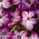 Premium 50+ PURPLE BI-COLOR NICOTIANA FRAGRANT FLOWER SEEDS / RESEEDING ANNUAL Premium 50+ PURPLE BI-COLOR NICOTIANA FRAGRANT FLOWER SEEDS / RESEEDING ANNUAL