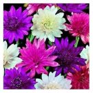Exclusive 50+ XERANTHEMUM EVERYLASTING FLOWER FLOWER SEED MIX / LONG LASTING ANNUAL