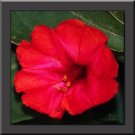 Exclusive NEW! 40+ SCARLET RED FOUR O CLOCK FLOWER SEEDS / MIRABILIS JALAPA / PERENNIAL