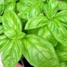 Exclusive 75+ SWEET BASIL HERB FLOWER SEEDS Exclusive 75+ SWEET BASIL HERB FLOWER SEEDS
