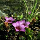 Exclusive 50+ SAXIFRAGA FLOWER CARPET FLOWER SEEDS / EVERGREEN PERENNIAL GROUND COVER Exclusive 50+ SAXIFRAGA FLOWER CARPET FLOWER SEEDS / EVERGREEN PERENNIAL GROUND COVER