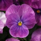 Best-Selling 30+ SORBET PURPLE ICE LARGE FLOWERED VIOLA FLOWER SEEDS / SHADE PERENNIAL Best-Selling 30+ SORBET PURPLE ICE LARGE FLOWERED VIOLA FLOWER SEEDS / SHADE PERENNIAL