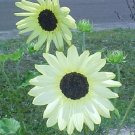 Limited Edition 35+ VANILLA ICE SUNFLOWER FLOWER SEEDS / UNUSUAL LONG -LASTING ANNUAL Limited Edition 35+ VANILLA ICE SUNFLOWER FLOWER SEEDS / UNUSUAL LONG -LASTING ANNUAL