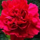Top-Quality NEW! 30+ SCARLET RED CARNATION FLOWER SEEDS / PERENNIAL Top-Quality NEW! 30+ SCARLET RED CARNATION FLOWER SEEDS / PERENNIAL