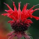 Best-Selling 25+ RED RUBY MONARDA BEE BALM PERENNIAL FLOWER SEEDS / DEER RESISTANT / SCENTED