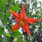 Limited Edition 30+ SCARLET RED AQUILEGIA COLUMBINE FLOWER SEEDS / PERENNIAL Limited Edition 30+ SCARLET RED AQUILEGIA COLUMBINE FLOWER SEEDS / PERENNIAL