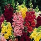 Top-Quality 30+ ANTIRRHINUM SNAPDRAGON PALETTE MIX FLOWER SEEDS / LONG LASTING PERENNIAL Top-Quality 30+ ANTIRRHINUM SNAPDRAGON PALETTE MIX FLOWER SEEDS / LONG LASTING PERENNIAL