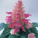 Best-Selling 40+ BURGANDY HALO BI-COLOR SALVIA FLOWER SEEDS PERENNIAL DROUGHT TOLERANT SAGE Best-Selling 40+ BURGANDY HALO BI-COLOR SALVIA FLOWER SEEDS PERENNIAL DROUGHT TOLERANT SAGE