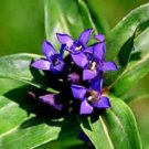 New Arrival 50+ CRUCIATA STAR GENTIAN FLOWER SEEDS / GENTIANA / SHADE PERENNIAL New Arrival 50+ CRUCIATA STAR GENTIAN FLOWER SEEDS / GENTIANA / SHADE PERENNIAL