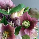 Best-Selling 15+ WHITE HELLEBORUS CHRISTMAS ROSE FLOWER SEEDS / WINTER BLOOMING PERENNIAL Best-Selling 15+ WHITE HELLEBORUS CHRISTMAS ROSE FLOWER SEEDS / WINTER BLOOMING PERENNIAL