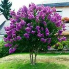 Best-Selling 25+ JAPANESE TREE PURPLE LILAC SEEDS PERENNIAL POWERFUL LOVELY FRAGRANT Syringa Best-Selling 25+ JAPANESE TREE PURPLE LILAC SEEDS PERENNIAL POWERFUL LOVELY FRAGRANT Syringa