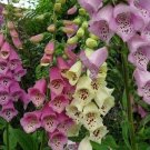 Best-Selling 50+ FOXGLOVE DIGITALIS EXCELSIOR MIX FLOWER SEEDS / PERENNIAL Best-Selling 50+ FOXGLOVE DIGITALIS EXCELSIOR MIX FLOWER SEEDS / PERENNIAL