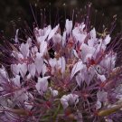 Limited Edition 30+ POLANISIA DODECANDRA / CLAMMY WEED / SELF SEEDING, LONG LASTING ANNUAL Limited Edition 30+ POLANISIA DODECANDRA / CLAMMY WEED / SELF SEEDING, LONG LASTING ANNUAL