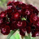 New Arrival 30+ SWEET WILLIAM DIANTHUS BARBATUS NIGRESCENS CHOCOLATE MAROON FLOWER SEEDS New Arrival 30+ SWEET WILLIAM DIANTHUS BARBATUS NIGRESCENS CHOCOLATE MAROON FLOWER SEEDS