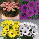 Exclusive NEW! 20+ OSTEOSPERMUM FLOWER SEEDS MIX / PERENNIAL Exclusive NEW! 20+ OSTEOSPERMUM FLOWER SEEDS MIX / PERENNIAL