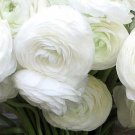 Premium 15+ WHORLED WHITE PERSIAN BUTTERCUP RANUNCULUS FLOWER SEEDS / RE-SEEDING ANNUAL Premium 15+ WHORLED WHITE PERSIAN BUTTERCUP RANUNCULUS FLOWER SEEDS / RE-SEEDING ANNUAL