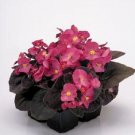 Top-Quality 30+ GORGEOUS BEGONIA NIGHTLIFE DEEP ROSE FLOWER SEEDS / BRONZE LEAF / ANNUAL Top-Quality 30+ GORGEOUS BEGONIA NIGHTLIFE DEEP ROSE FLOWER SEEDS / BRONZE LEAF / ANNUAL