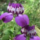 Exclusive 50+ COLLINSIA HETEROPHYLLA PURPLE CHINESE HOUSES / SELF-SEEDING ANNUAL Exclusive 50+ COLLINSIA HETEROPHYLLA PURPLE CHINESE HOUSES / SELF-SEEDING ANNUAL