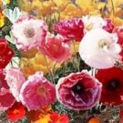 Top-Quality 50+ CASCADE POCKET POPPY FLOWER SEED MIX / PERENNIAL / PAPAVER Top-Quality 50+ CASCADE POCKET POPPY FLOWER SEED MIX / PERENNIAL / PAPAVER
