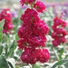 Best-Selling 40+ EVENING SCENTED STOCK CRIMSON RED FLOWER SEEDS / HIGHLY FRAGRANT ANNUAL Best-Selling 40+ EVENING SCENTED STOCK CRIMSON RED FLOWER SEEDS / HIGHLY FRAGRANT ANNUAL