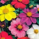 Exclusive NEW! DAHLIA MIGNON FLOWER SEEDS MIX Exclusive NEW! DAHLIA MIGNON FLOWER SEEDS MIX