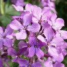 Exclusive 50+ LAVENDER EVENING OR NIGHT SCENTED STOCK FLOWER SEEDS / ANNUAL / MATTHIOLA Exclusive 50+ LAVENDER EVENING OR NIGHT SCENTED STOCK FLOWER SEEDS / ANNUAL / MATTHIOLA