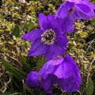 Premium 30+ VIOLET POPPY MECONOPSIS FLOWER SEEDS / PERENNIAL PAPAVER Premium 30+ VIOLET POPPY MECONOPSIS FLOWER SEEDS / PERENNIAL PAPAVER