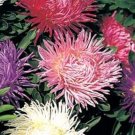 Exclusive 40+ OSTRICH PLUME ASTER CUT FLOWER ASSORTMENT FLOWER SEED MIX / ANNUAL Exclusive 40+ OSTRICH PLUME ASTER CUT FLOWER ASSORTMENT FLOWER SEED MIX / ANNUAL