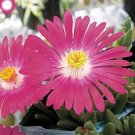 New Arrival 50+ DELOSPERMA CARMINE ICE PLANT FLOWER SEEDS / PERENNIAL New Arrival 50+ DELOSPERMA CARMINE ICE PLANT FLOWER SEEDS / PERENNIAL