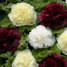 Best-Selling 30+ ALCEA BERRY CHEESECAKE DOUBLE HOLLYHOCK FLOWER SEEDS MIX / PERENNIAL Best-Selling 30+ ALCEA BERRY CHEESECAKE DOUBLE HOLLYHOCK FLOWER SEEDS MIX / PERENNIAL