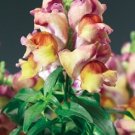 Exclusive 30+ ANTIRRHINUM MONTEGO SUNSET BICOLOR DWARF SNAPDRAGON FLOWER SEEDS / FRAGRANT Exclusive 30+ ANTIRRHINUM MONTEGO SUNSET BICOLOR DWARF SNAPDRAGON FLOWER SEEDS / FRAGRANT