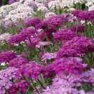 Premium 50+ IBERIS GIBRALTARICA PURPLE/LILAC CANDYTUFT FLOWER SEEDS MIX / DEER RESISTANT Premium 50+ IBERIS GIBRALTARICA PURPLE/LILAC CANDYTUFT FLOWER SEEDS MIX / DEER RESISTANT
