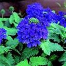Limited Edition 35+ VERBENA BLUE LAGOON PERENNIAL FLOWER SEEDS / DEER RESISTANT Limited Edition 35+ VERBENA BLUE LAGOON PERENNIAL FLOWER SEEDS / DEER RESISTANT