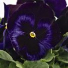 Premium NEW! 30+ PANSY INSPIRE BLUE PLUS FLOWER SEEDS / FRAGRANT PERENNIAL Premium NEW! 30+ PANSY INSPIRE BLUE PLUS FLOWER SEEDS / FRAGRANT PERENNIAL