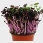 New Arrival 4 oz Red Radish