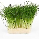 New Arrival Garlic Chives Seeds for Microgreen/Sprouting 12 Ounces New Arrival Garlic Chives Seeds for Microgreen/Sprouting 12 Ounces