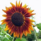 Top-Quality SUNFLOWER, AUTUMN BEAUTY 25+ SEEDS NEWLY HARVESTED Top-Quality SUNFLOWER, AUTUMN BEAUTY 25+ SEEDS NEWLY HARVESTED