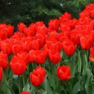 Premium Tulip Bulbs , Red Tulip Bulbs , brand.