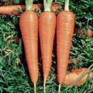 New Arrival CARROTS, DANVERS 126, HEIRLOOM, 50+ SEEDS New Arrival CARROTS, DANVERS 126, HEIRLOOM, 50+ SEEDS